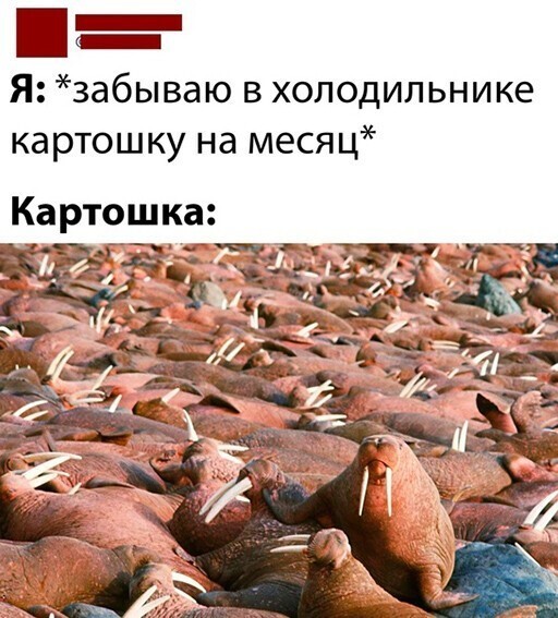 Смешные и познавательные картинки