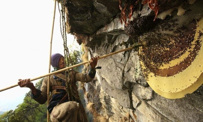 Бешеный мёд: пример неоднозначного биологического оружия – одного из первых в истории человечества