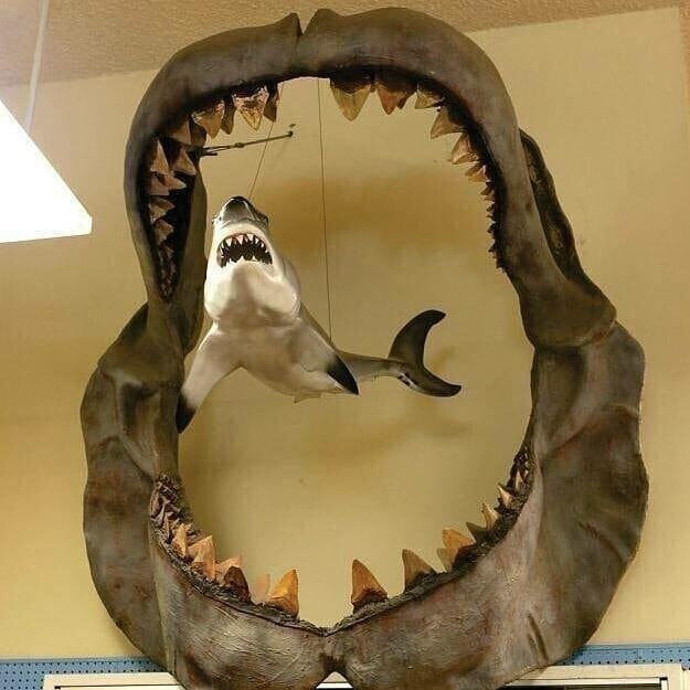 Челюсть древнего мегалодона по сравнению с большой трёхметровой белой акулой