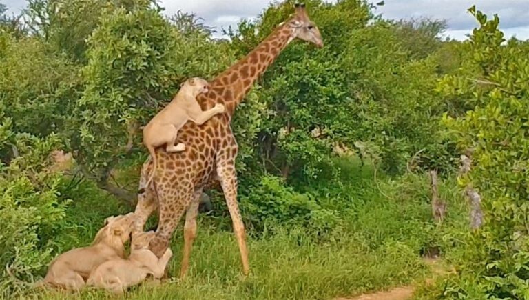 Эгоистичный жираф оставил голодными львов