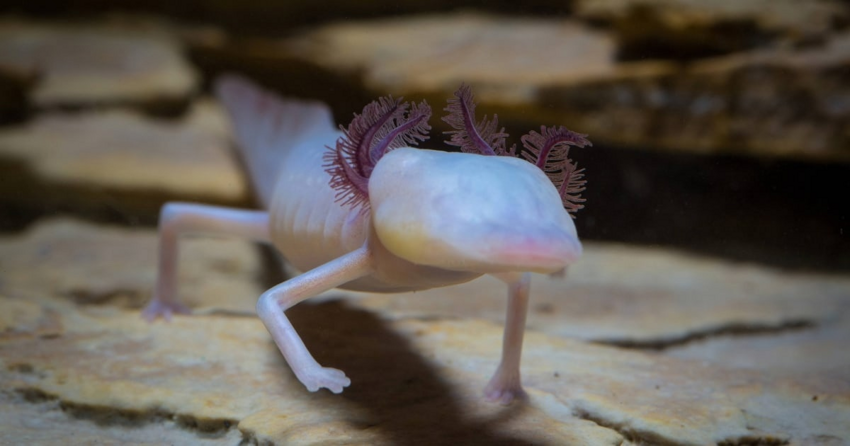 Техасские слепые саламандры: Вот так выглядит призрак детства. Эти животные остаются в личиночной стадии на всю жизнь. Но как размножаться?