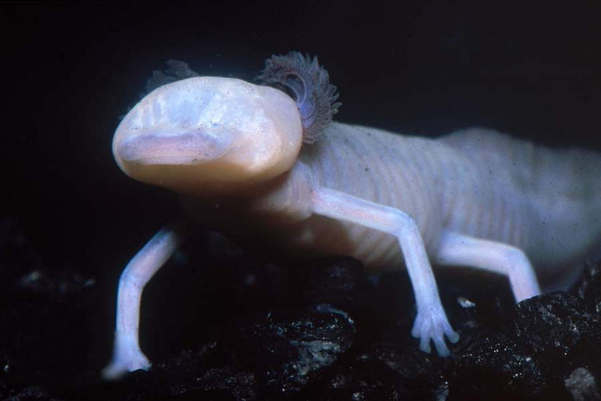 Техасские слепые саламандры: Вот так выглядит призрак детства. Эти животные остаются в личиночной стадии на всю жизнь. Но как размножаться?