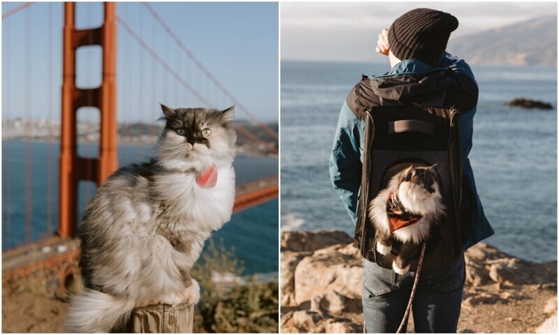 Кошка-путешественница колесит по городам вместе с хозяевами