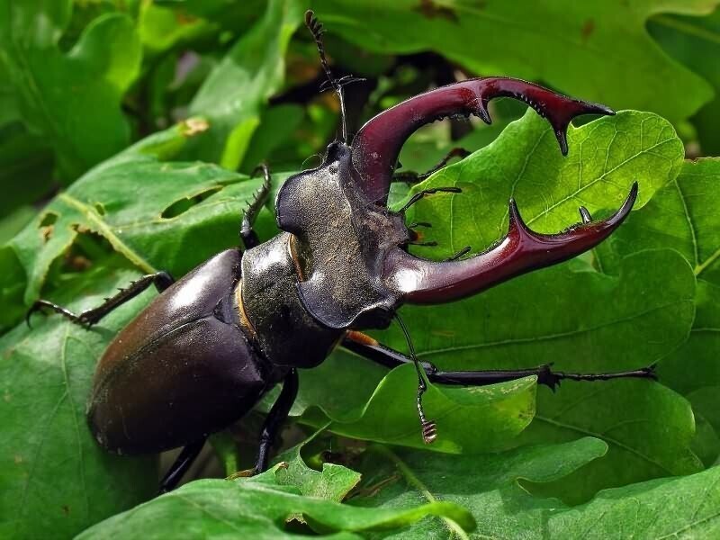 Самые большие жуки в мире