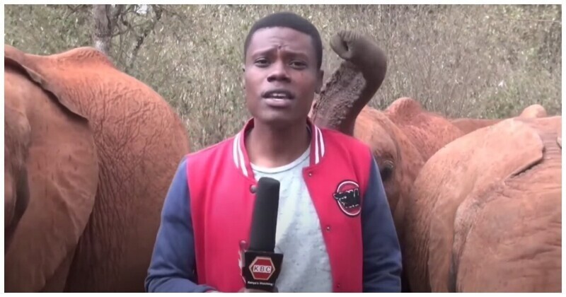 Слонёнок мешает журналисту вести репортаж