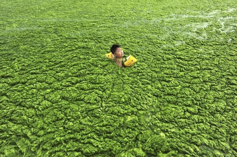 Этот ребенок плавает в цветущих водорослях. Цветение вызвано чрезмерным сельскохозяйственным стоком, создающим «мертвые зоны»