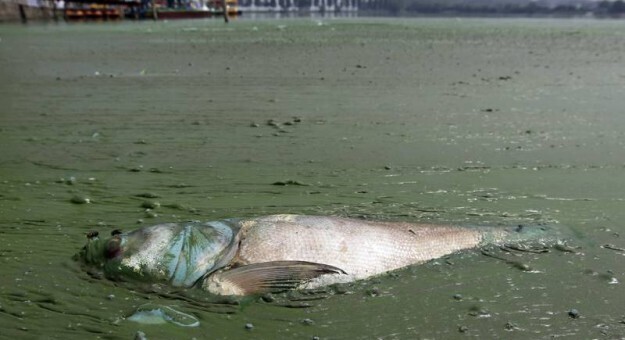 Мертвая рыба в сильно загрязненном озере