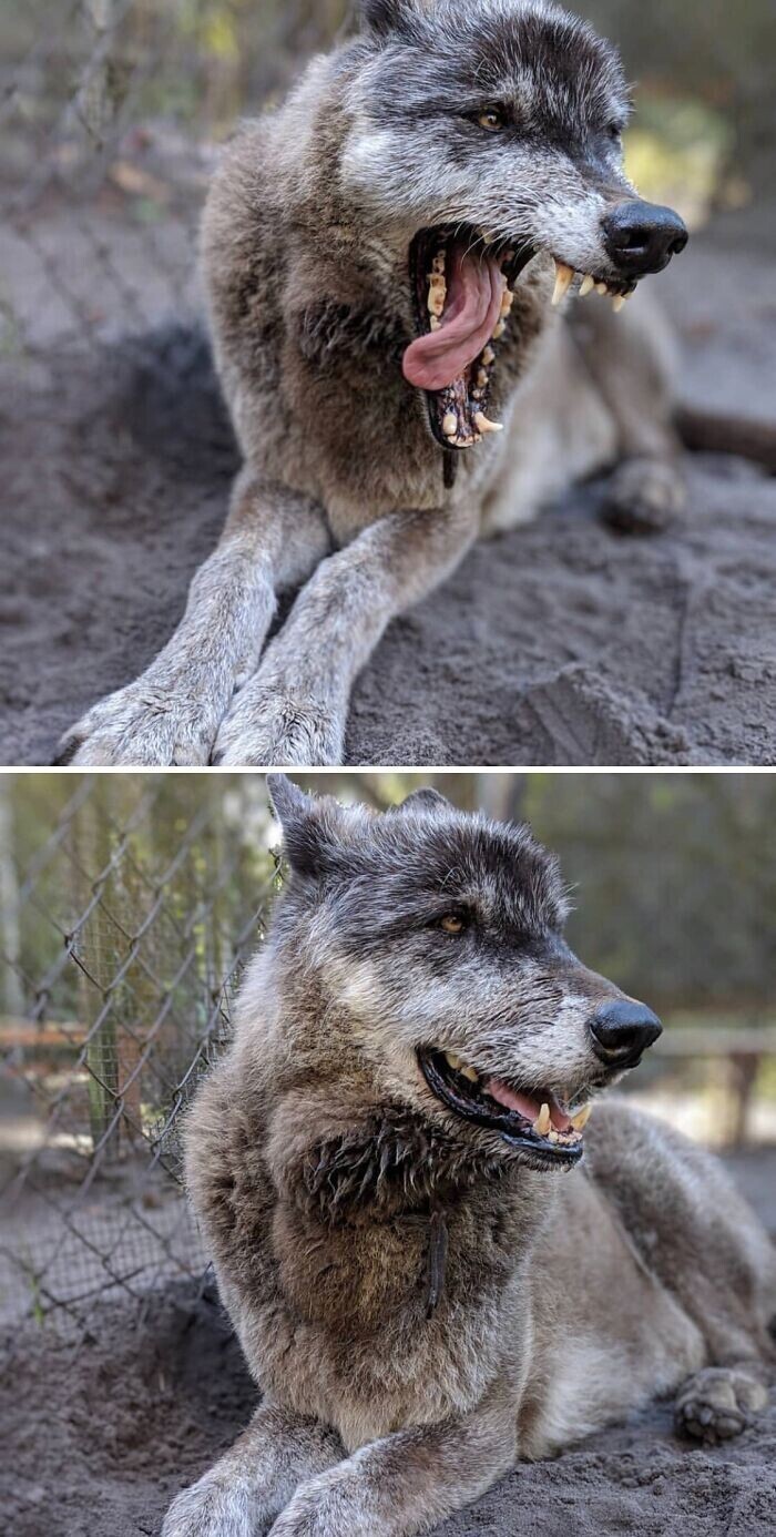 30 фото собак-волков, которые стали верными любимцами