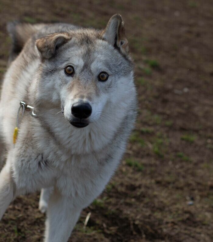 30 фото собак-волков, которые стали верными любимцами