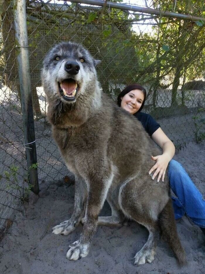 Юки - спасённый волк-собака