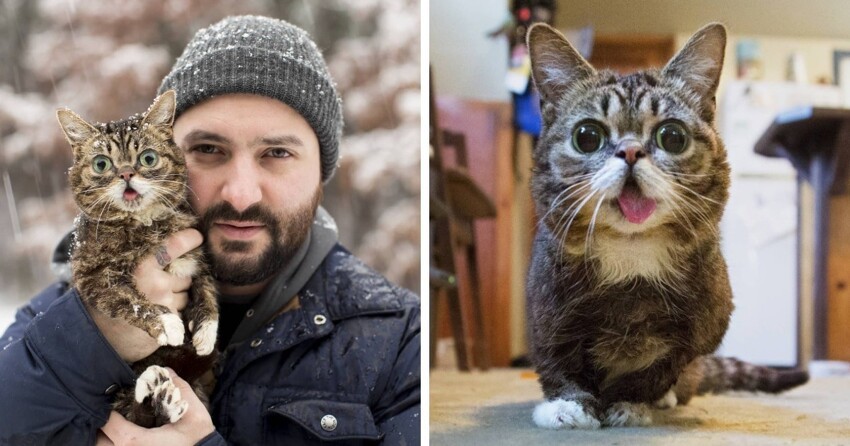 15 самых популярных котиков-блогеров