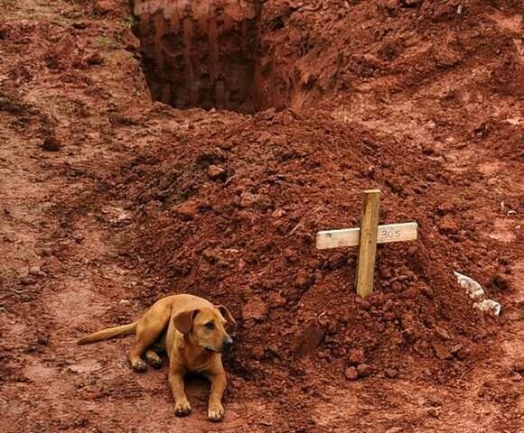 Преданность как она есть: пёс Лео на могиле хозяина