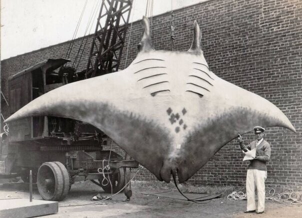 Гигантский скат – настоящий морской дьявол, сфотографированный 26 августа 1933 года