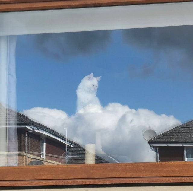 Кошка отражается в окне так, словно сидит на облаке