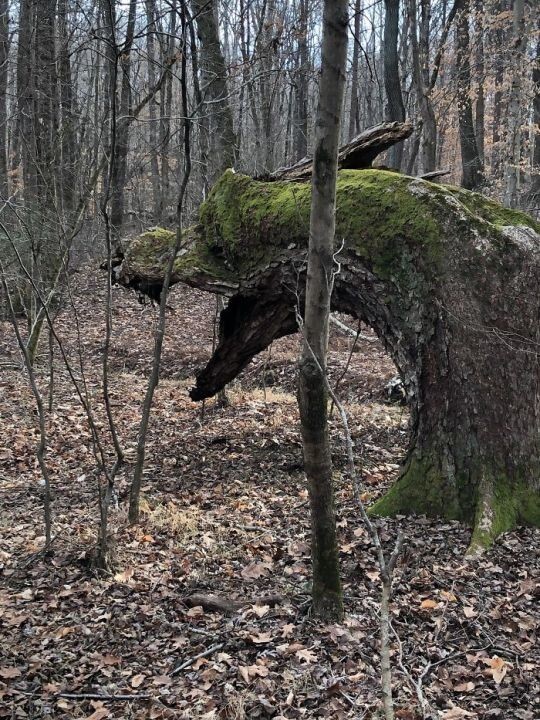 Дерево в лесу, напоминающее дракона