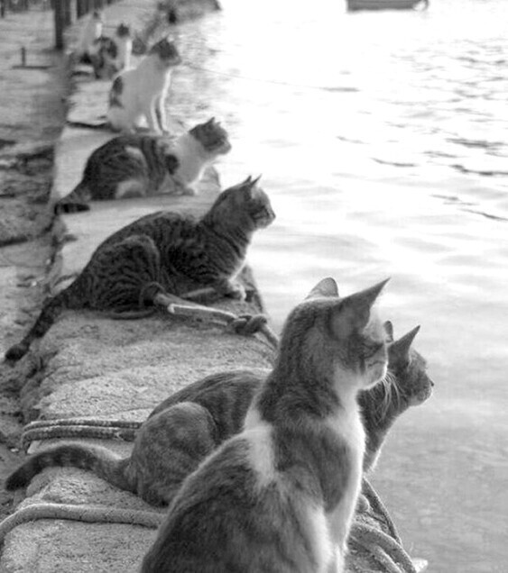 Портовые коты ждут возвращения рыбаков. Греция, 1970-е гг.