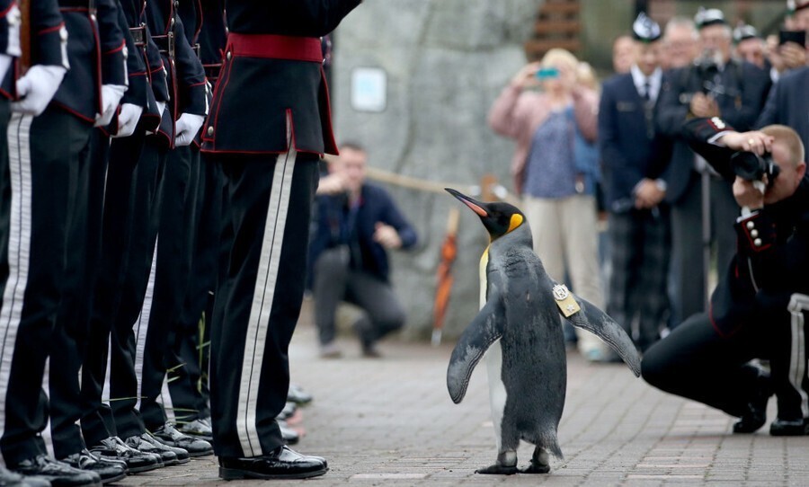 Сэр Нильс Улаф — королевский пингвин, талисман норвежской королевской гвардии, посвящён в рыцари, носит звание полковника