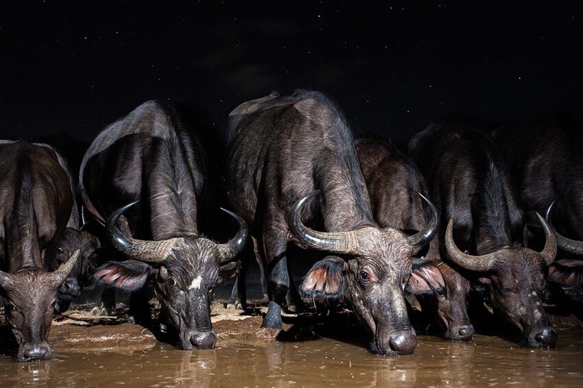 В Африке фотограф построил пруд, и животные теперь приходят на водопой