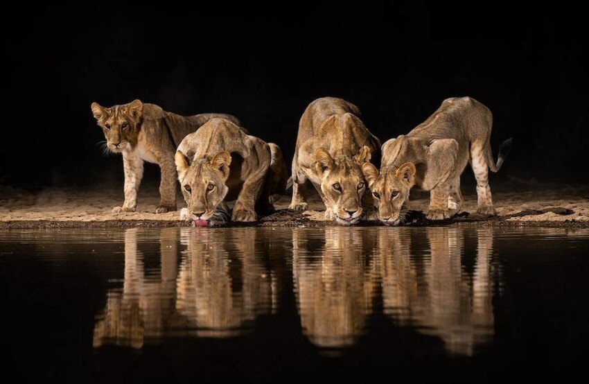 В Африке фотограф построил пруд, и животные теперь приходят на водопой