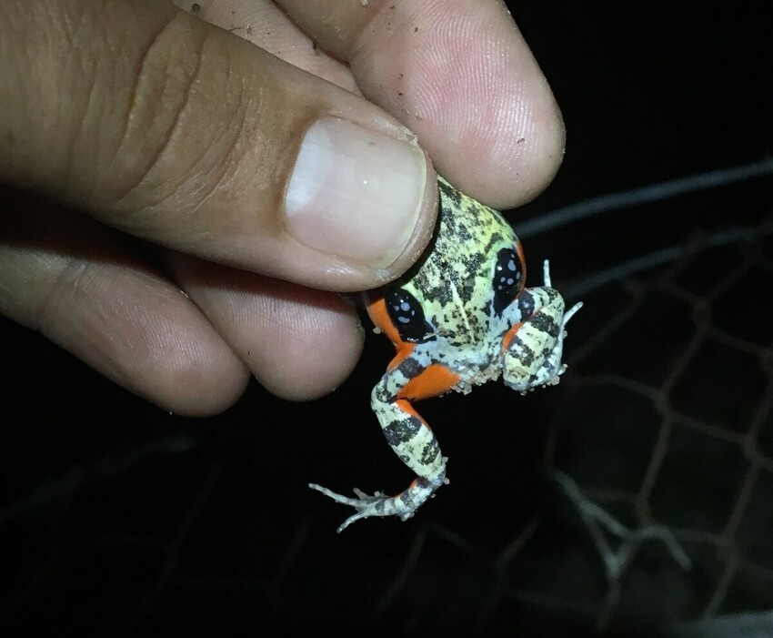Колумбийская четырёхглазая лягушка: Ловушка с двойным дном. Хищники принимают пятна за глаза, но на деле это ядовитые железы!