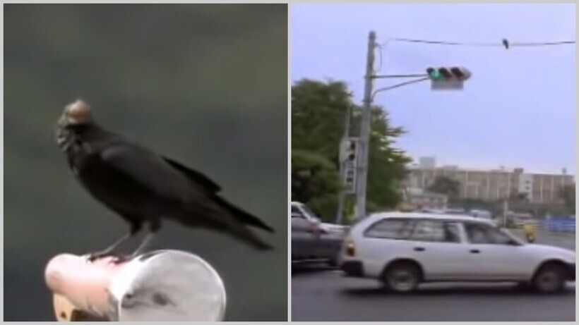 Японские вороны бросают орехи под колеса машин, чтобы их расколоть