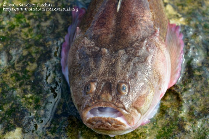 Европейский звездочёт: Кусачий, ядовитый, ещё и током жахнуть может! Рыба с морского дна, с которой мы крайне не советуем встречаться