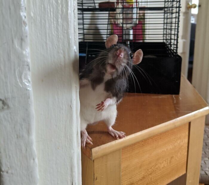 30 фото с домашними крысами, которые доказывают, что они - милейшие питомцы