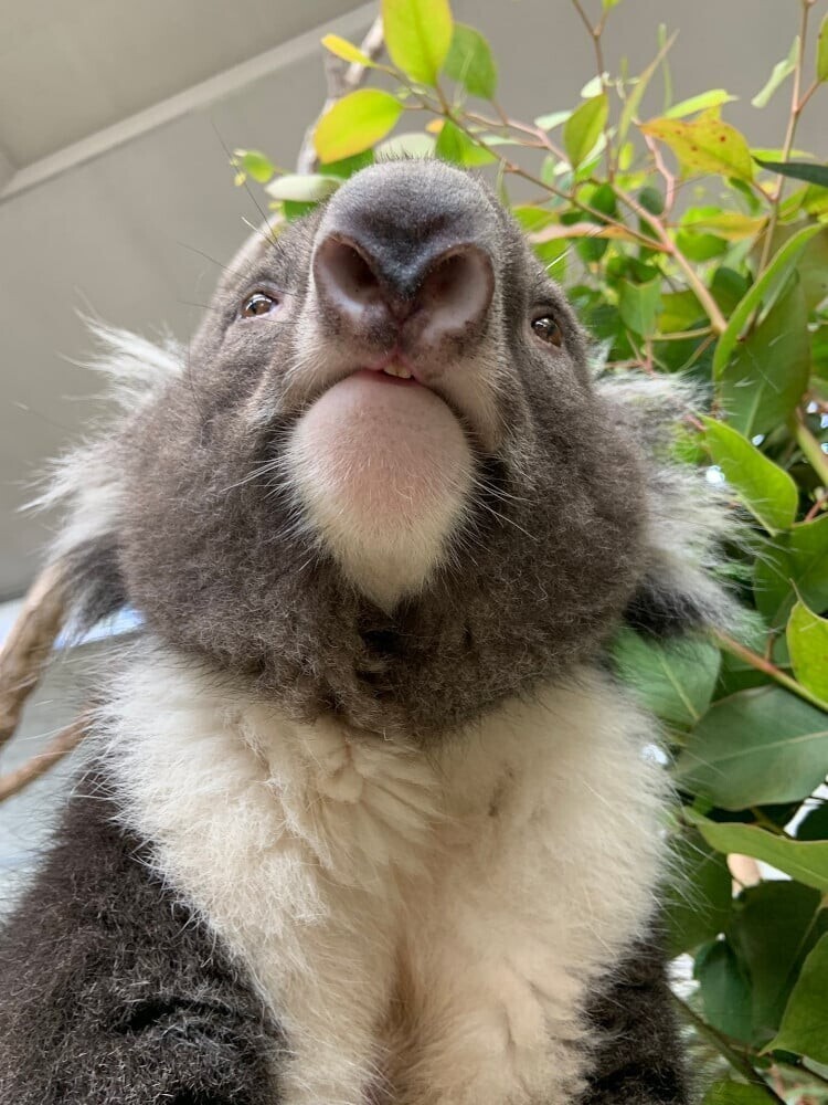 "В чём смысл жизни?": в зоопарке засняли коалу, которая задумалась о высоком