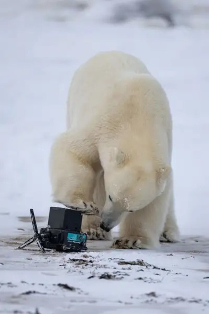 Белый медведь заинтересовался камерой