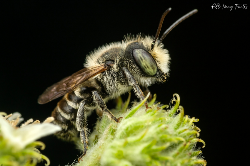 Люцерновая пчела-листорез: Отказалась от общественного строя, перестала делать мёд и строит домики из листьев, похожие на самокрутки
