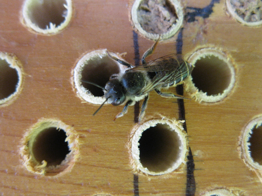 Люцерновая пчела-листорез: Отказалась от общественного строя, перестала делать мёд и строит домики из листьев, похожие на самокрутки