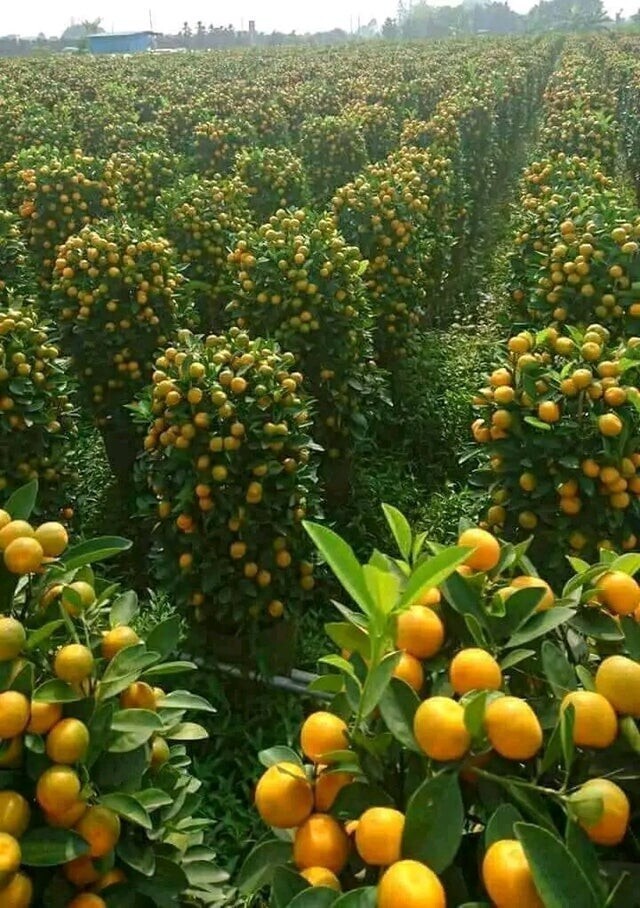 Апельсиновая роща в Израиле