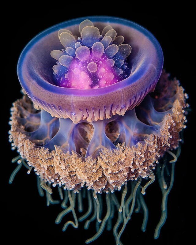 Это коронованная медуза, красивый и безобидный вид