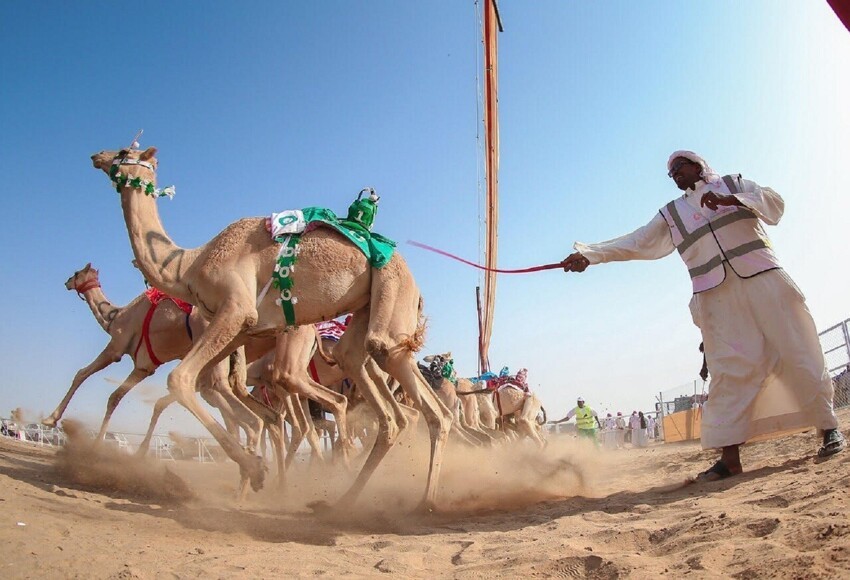 Саудовская Аравия импортирует верблюдов и песок из Австралии