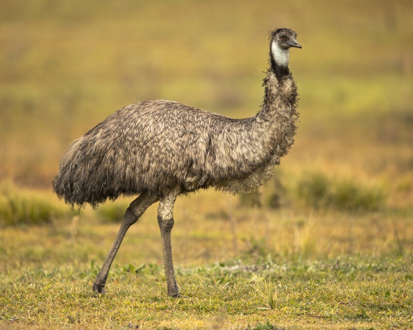 Правительство Австралии вело войну против страусов эму