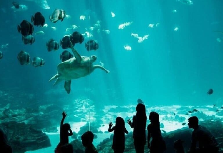 Georgia: Georgia Aquarium