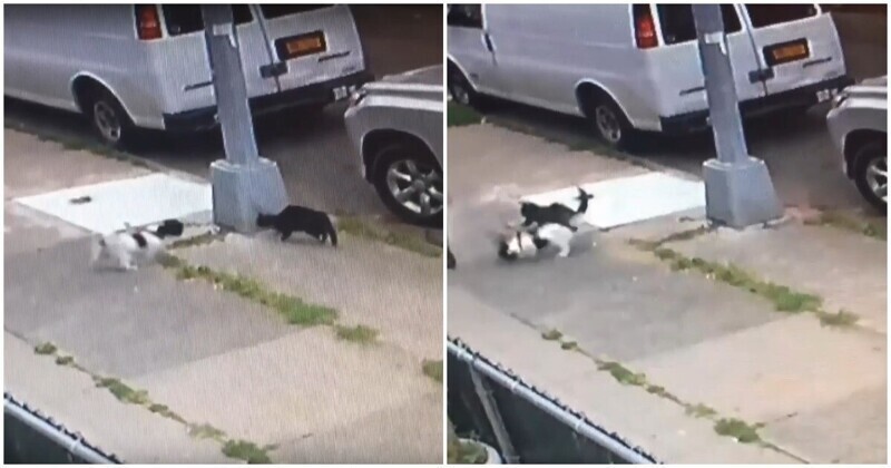 Бойцовая кошка атаковала приблизившегося к ней пса