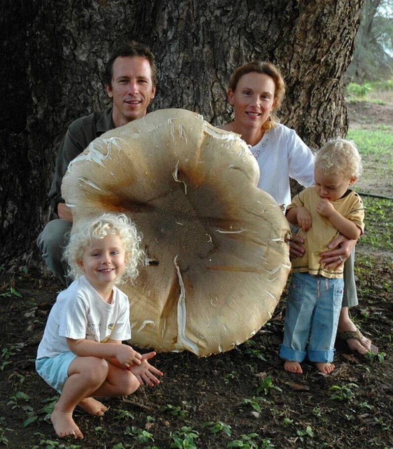 Гигантский гриб, выращенный термитами, которым можно накормить целую семью