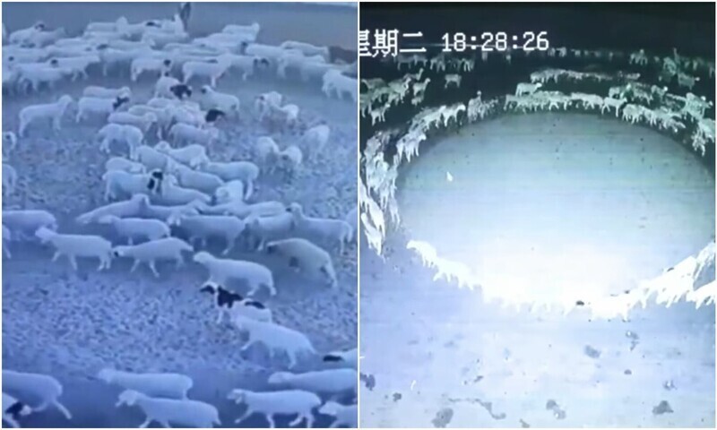 В Китае стадо овец уже 2 недели бегает по кругу