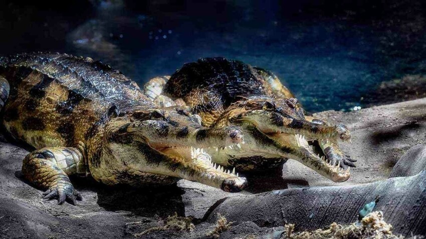 Гавиаловый крокодил: Не гавиал и не совсем крокодил. Исчезающий монстр, чью тайну разгадывали 120 лет