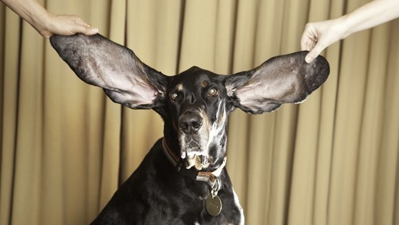 13. Самые длинные собачьи уши