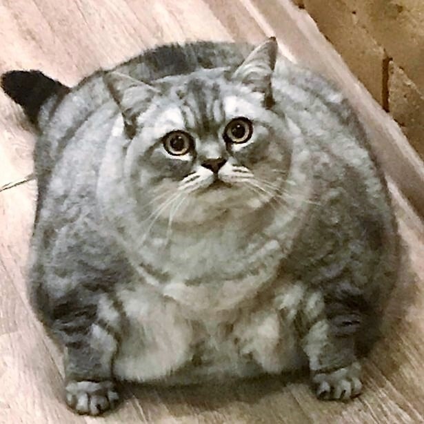 40. И самый толстый в мире котейка