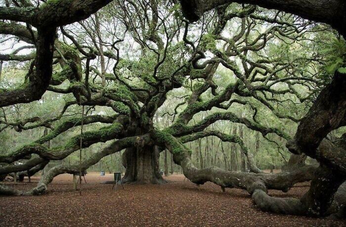Дуб Ангелов - самое старое дерево в Южной Каролине