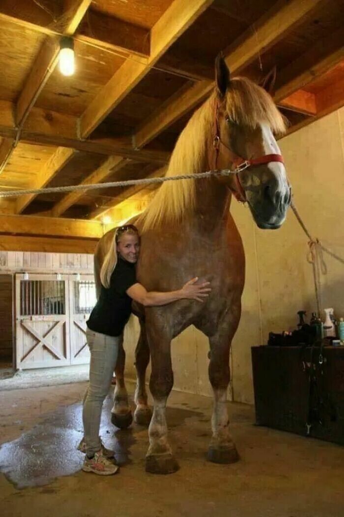 Большой Джейк - самая большая лошадь в мире. Его вес - 1200 килограммов, а рост - 213 сантиметров