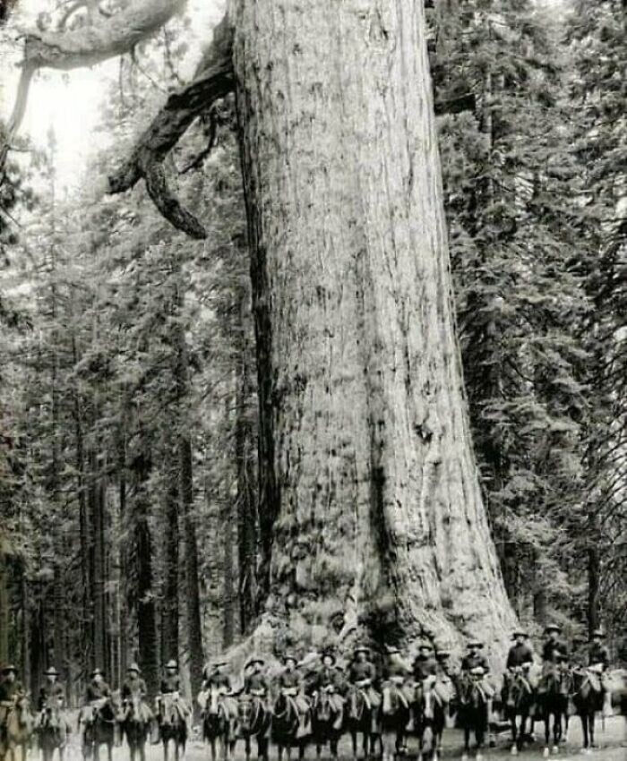 Солдаты кавалерии США позируют перед деревом, известным как «Гризли-гигант». 1900 год