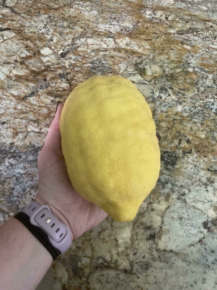 "Этот лимон вырос в саду моих родителей"