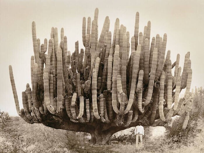 Кактус Кардона в Мексике, 1890-е гг.  Высота растения - 8 метров, вес - 10 тонн