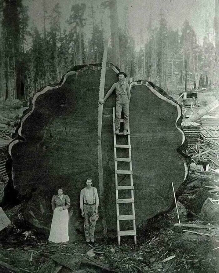 Чтобы спилить это дерево без электроинсторумента, лесорубам XIX века потребовалась сдвоенная ручная пила
