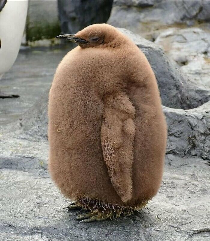 Птенец королевского пингвина - весьма массивное существо
