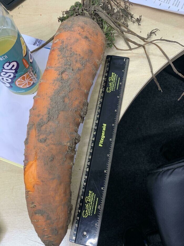 Морковка-рекордсмен